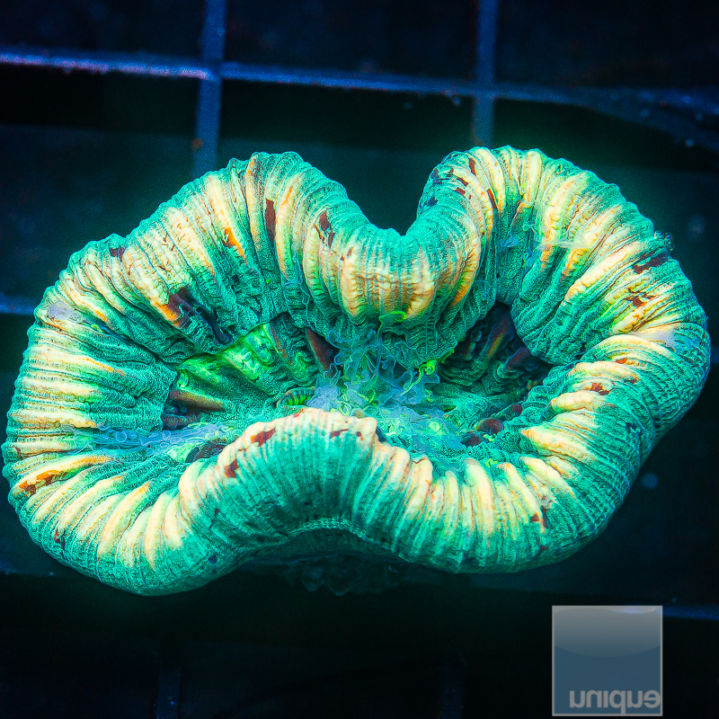 Peach Rim Trachyphyllia 129 99.JPG