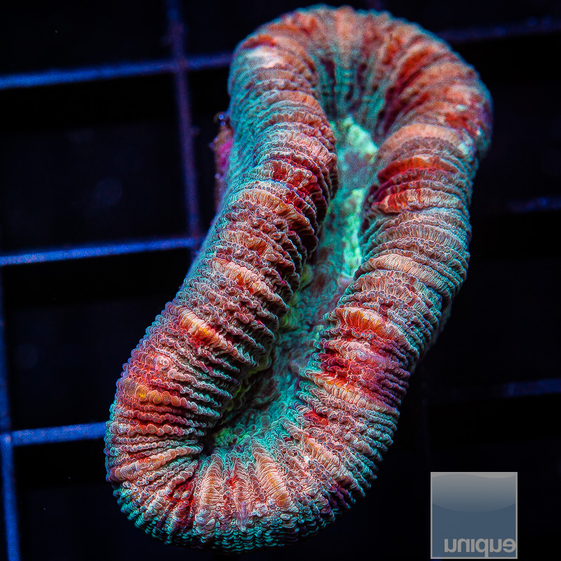 Peach Rim Trachyphyllia 59 30.JPG