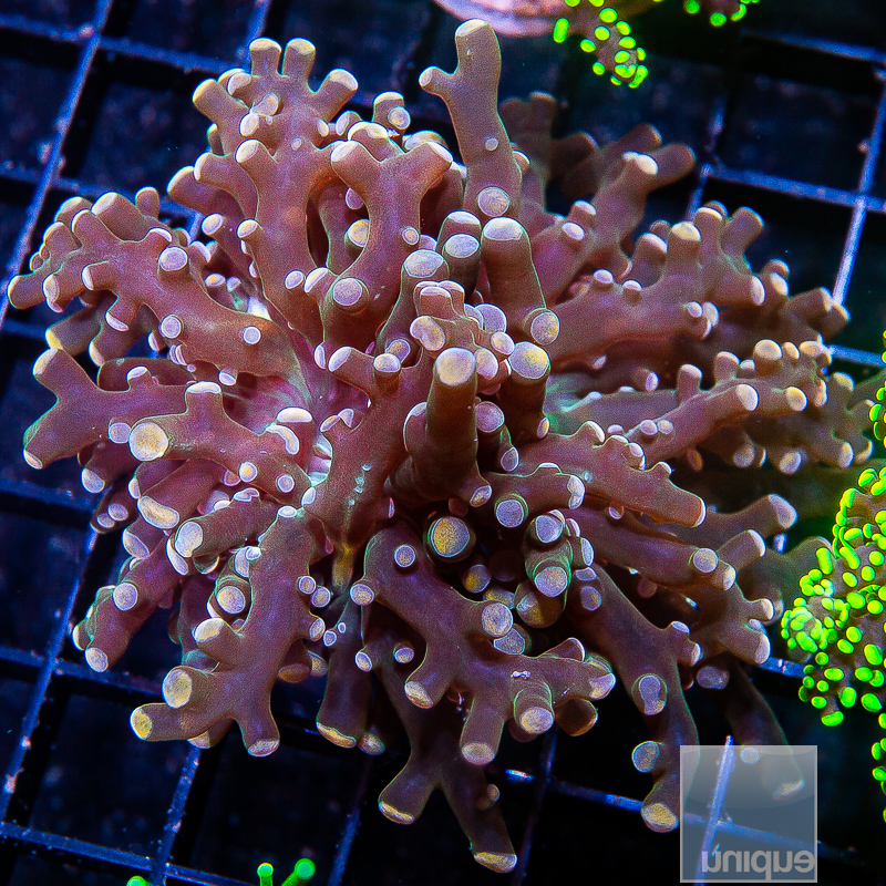 Peach Tip Frogspawn 139 114.JPG