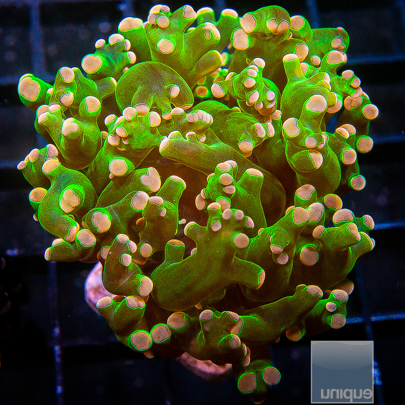 Peach Tip Frogspawn 69 36.JPG