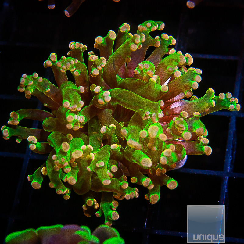 Peach Tip Frogspawn 79 35.JPG