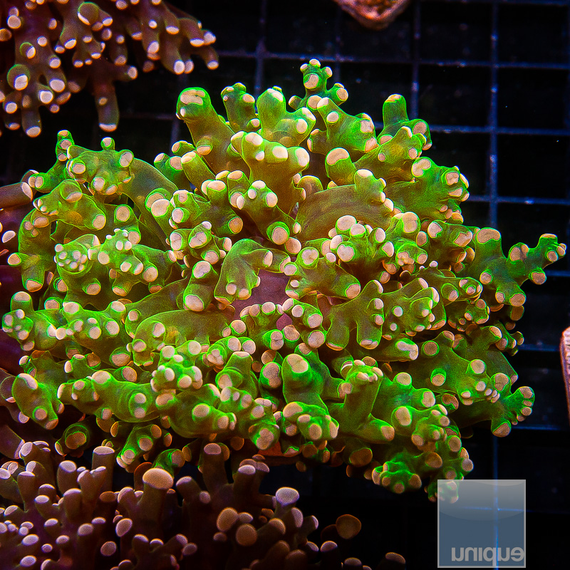 Peach Tip Frogspawn 79 46.JPG