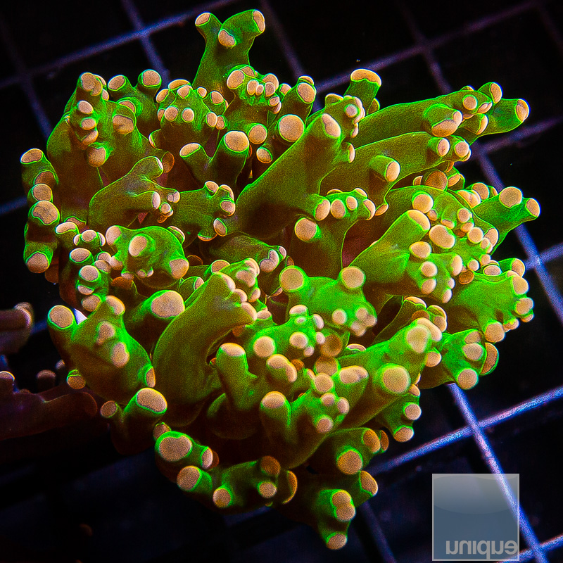 Peach Tip Frogspawn 79 46.JPG