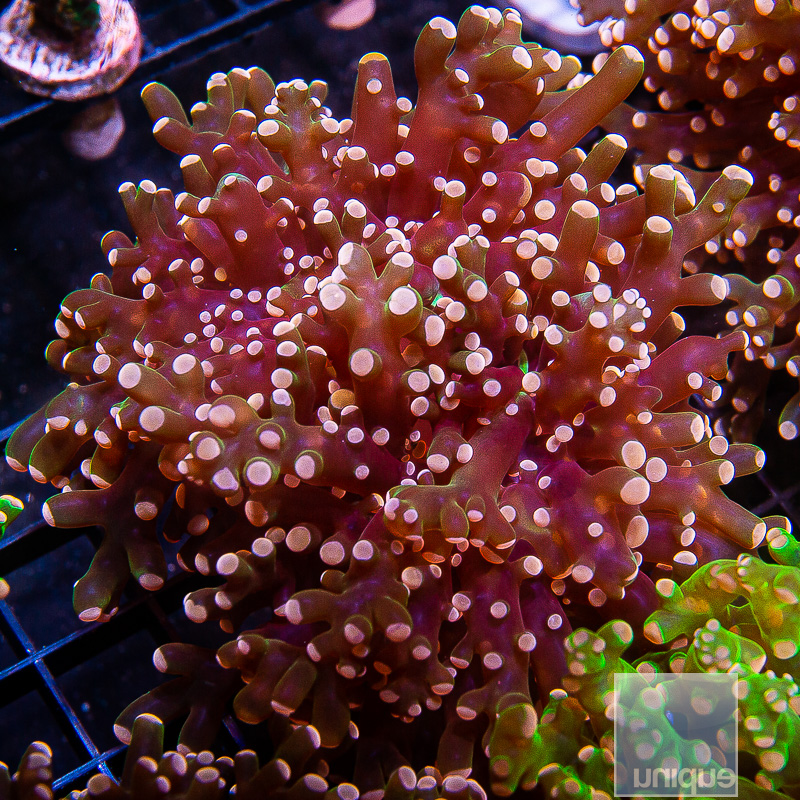 Peach Tip Frogspawn 89 46.JPG