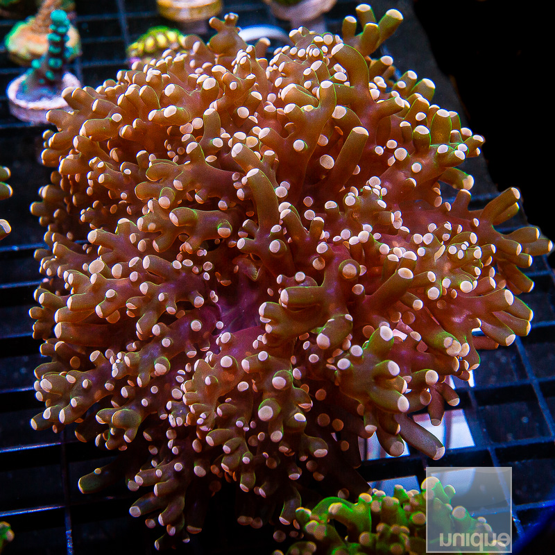 Peach Tip Frogspawn 89 55.JPG