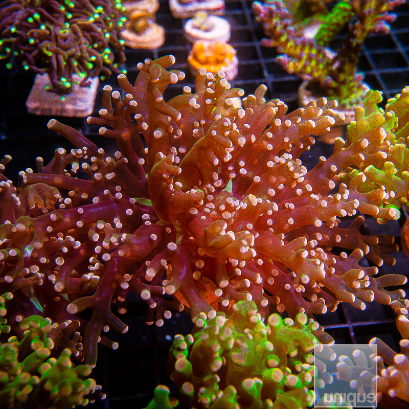 Peach Tip Frogspawn double 159 112.JPG