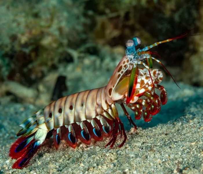 Peacock Mantis Shrimp (Odontodactylus Scyllarus) 30.jpeg