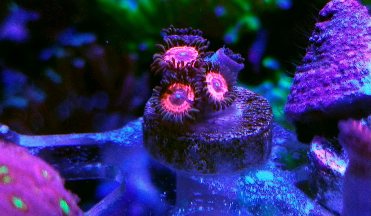 Peanutbuttercup Zoas.jpg