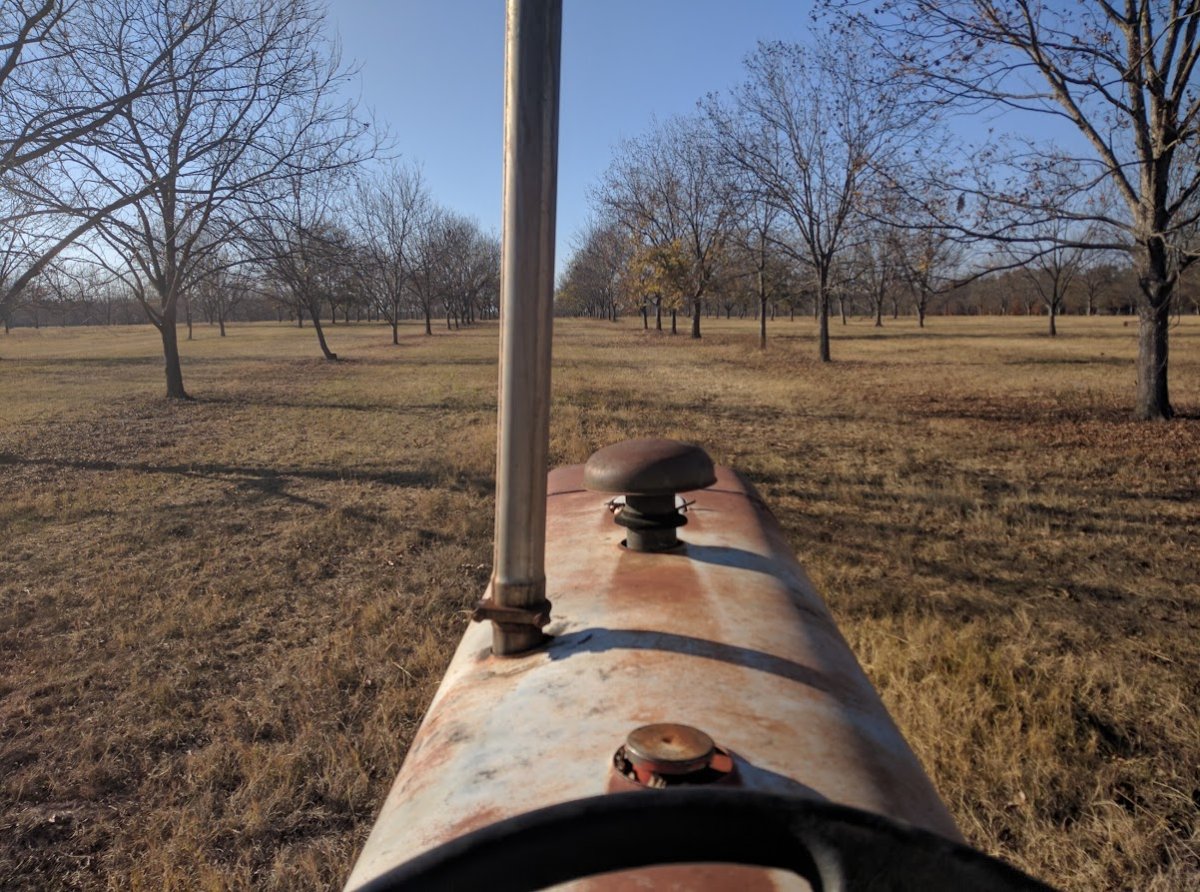 pecan trees.jpg