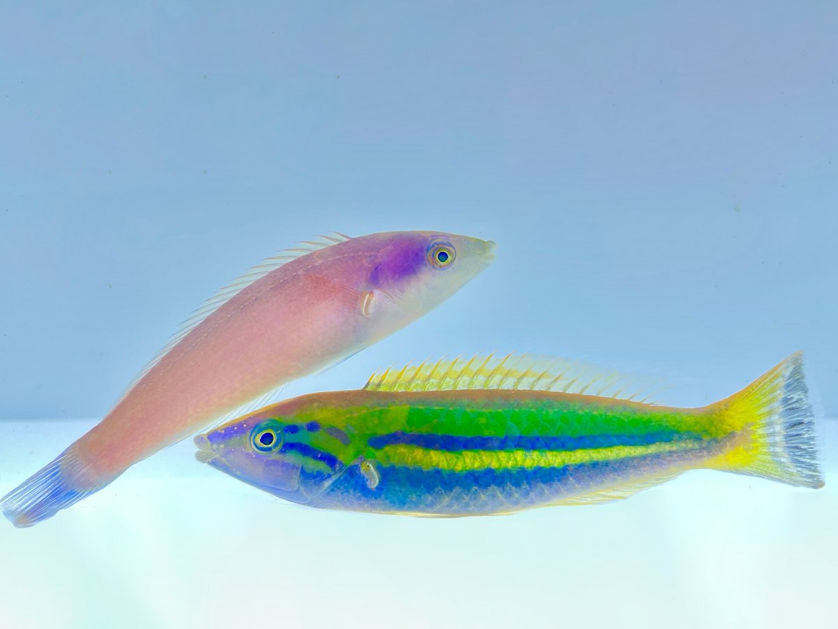 Pencil Wrasse Pair.jpg