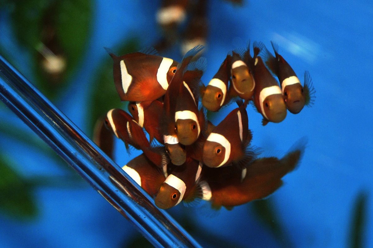 percula clowns 67 days PH _JFH0244.JPG