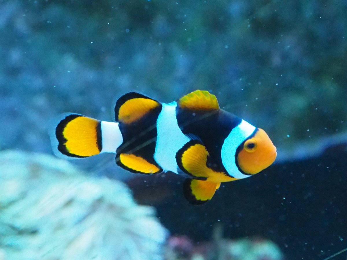 Percula2019071701OnyxMale.jpg