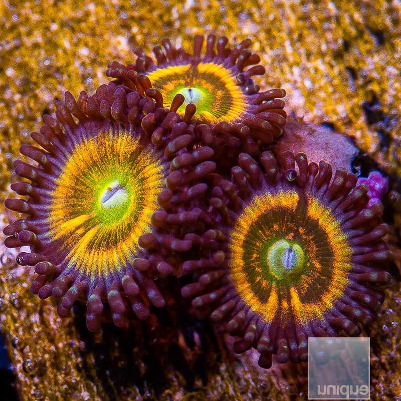 Petroglyph Zoanthid 69 41.JPG