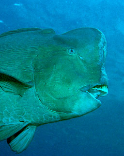 pic-malaysia-bumphead-parrotfish-2.jpg