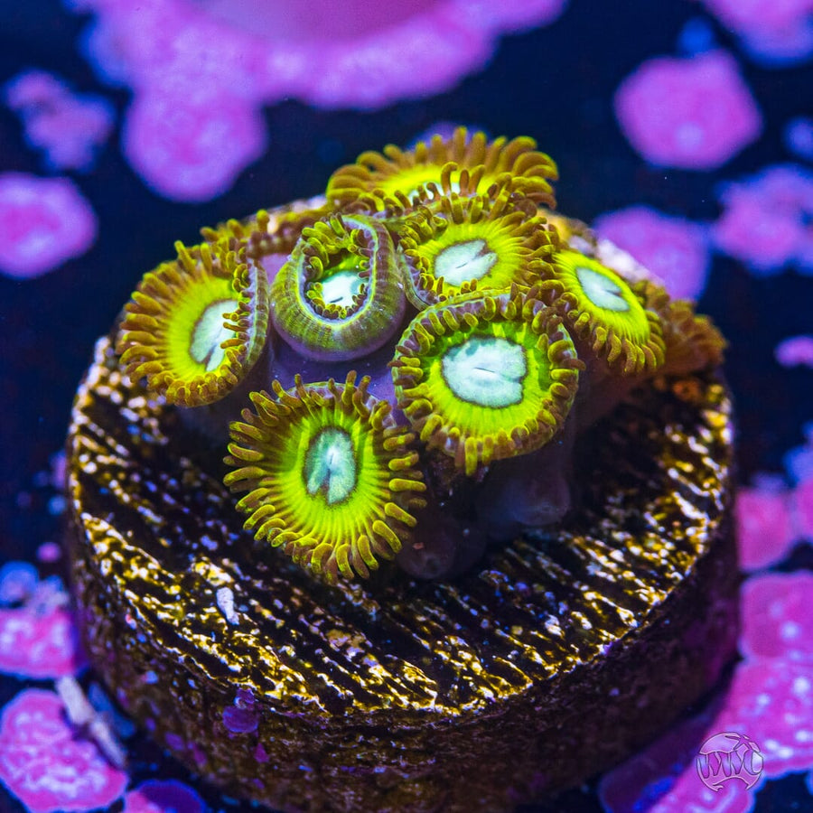 Pikachu Zoa.jpg