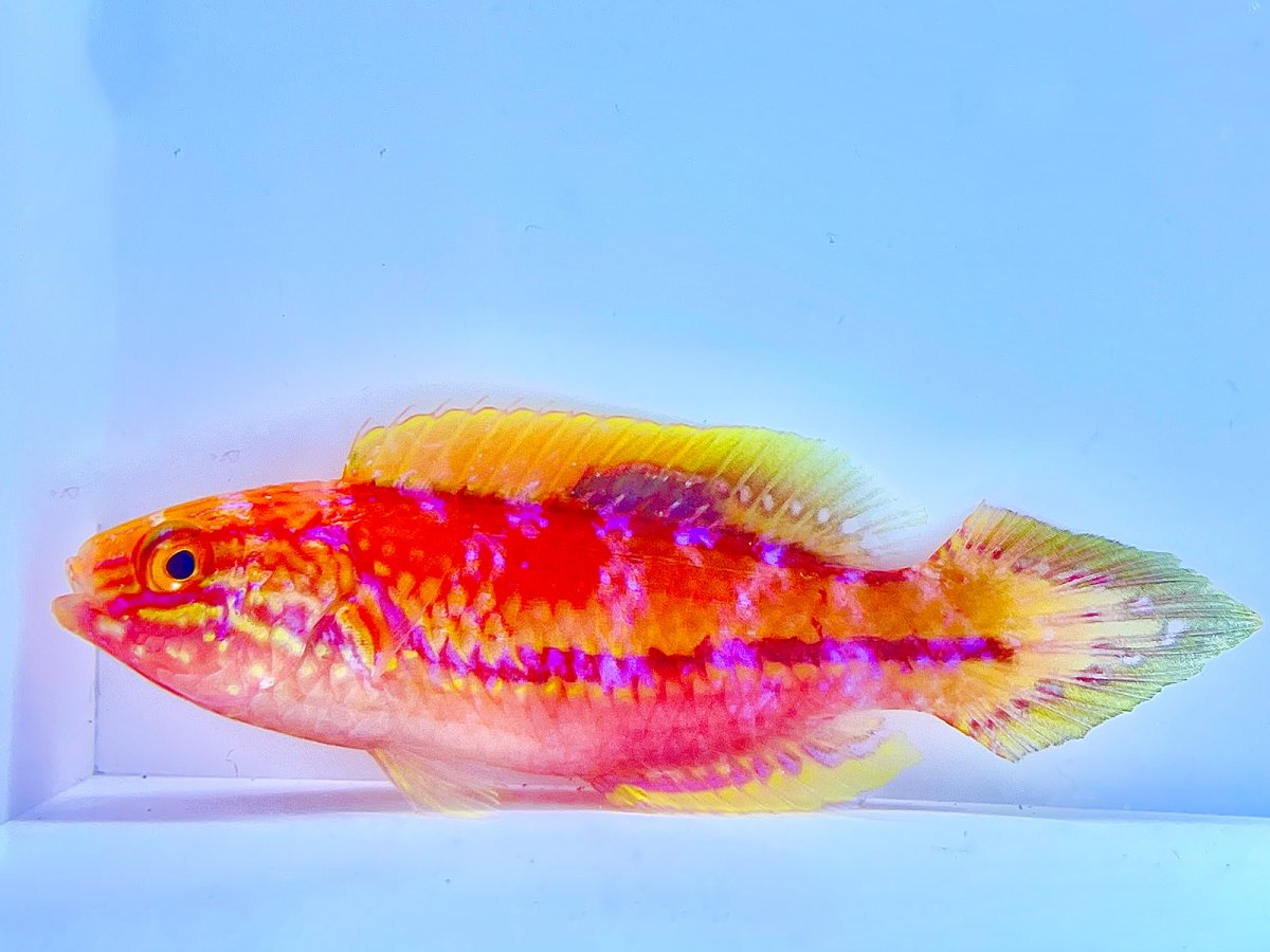 Pin Tail Wrasse.jpg