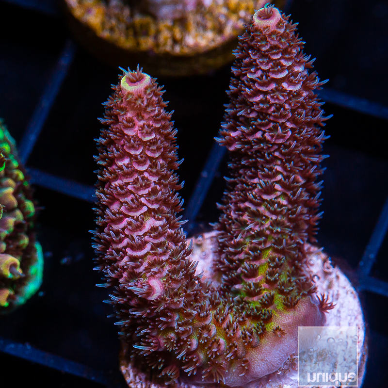 Pink and Green Millepora 79 42.JPG