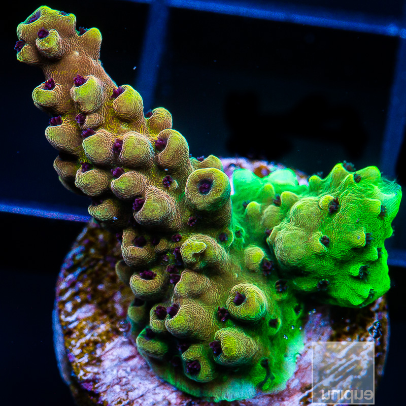 Pink Cadillac Acropora 119 65.JPG