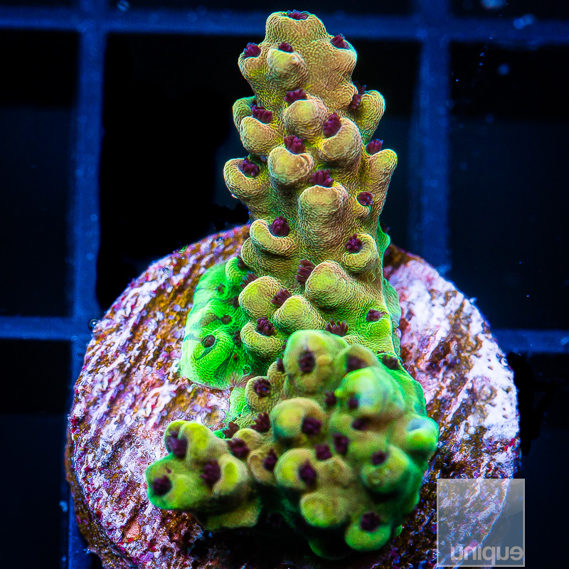 Pink Cadillac Acropora 139 85.JPG