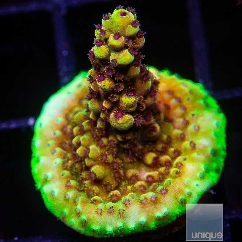 Pink Cadillac Acropora 79 46.JPG