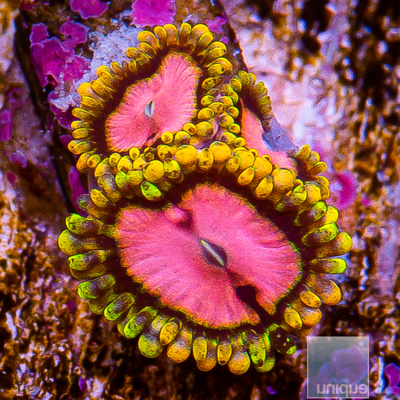 Pink Diamond Zoanthid 179 115.JPG