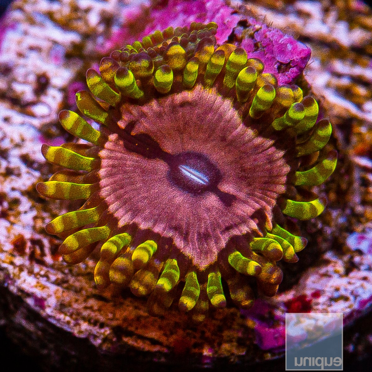 Pink Diamond Zoanthid 39 15.JPG