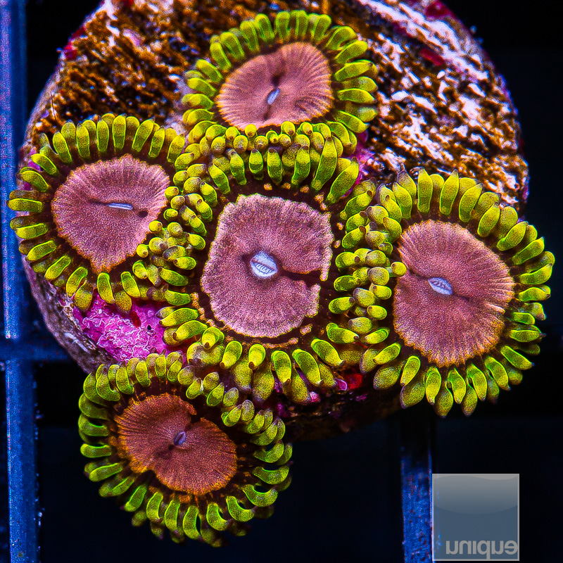 Pink Diamond Zoanthid 79 46.JPG