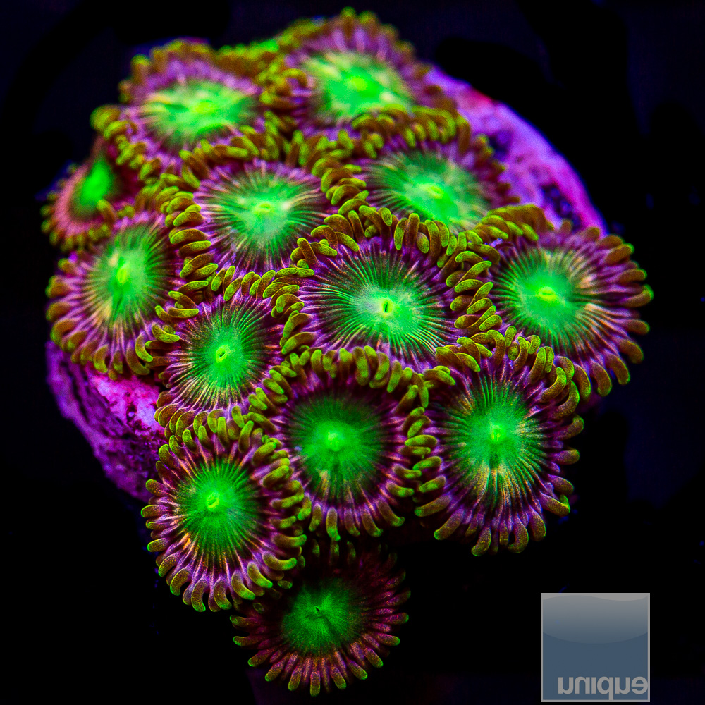 Pink Dragon Eye Zoanthid 69 12.JPG