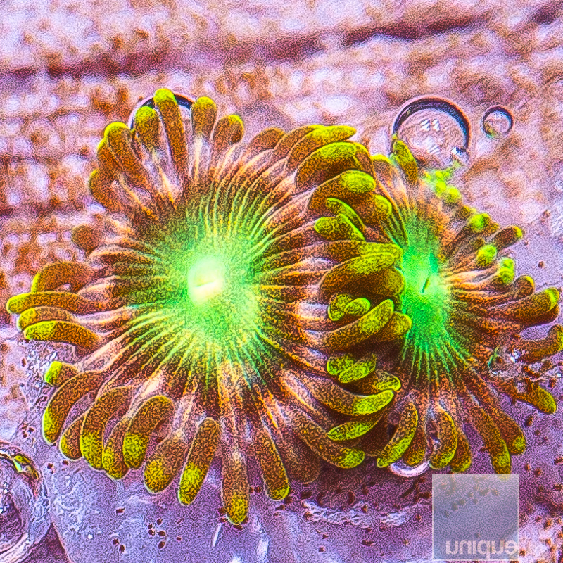 Pink Dragon Zoanthid 19 5.JPG