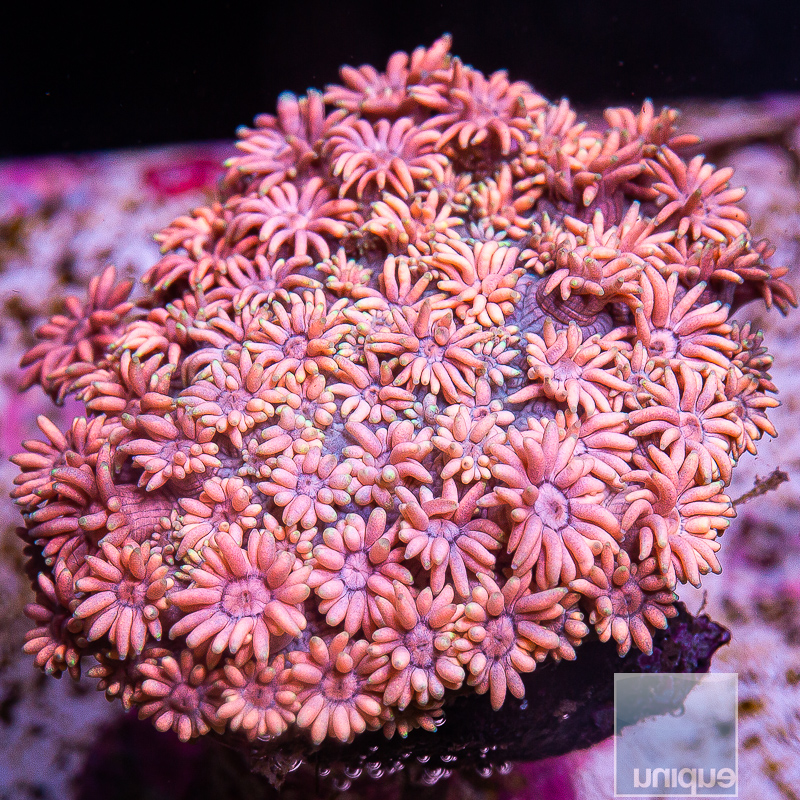 Pink Goniopora 129 90.JPG