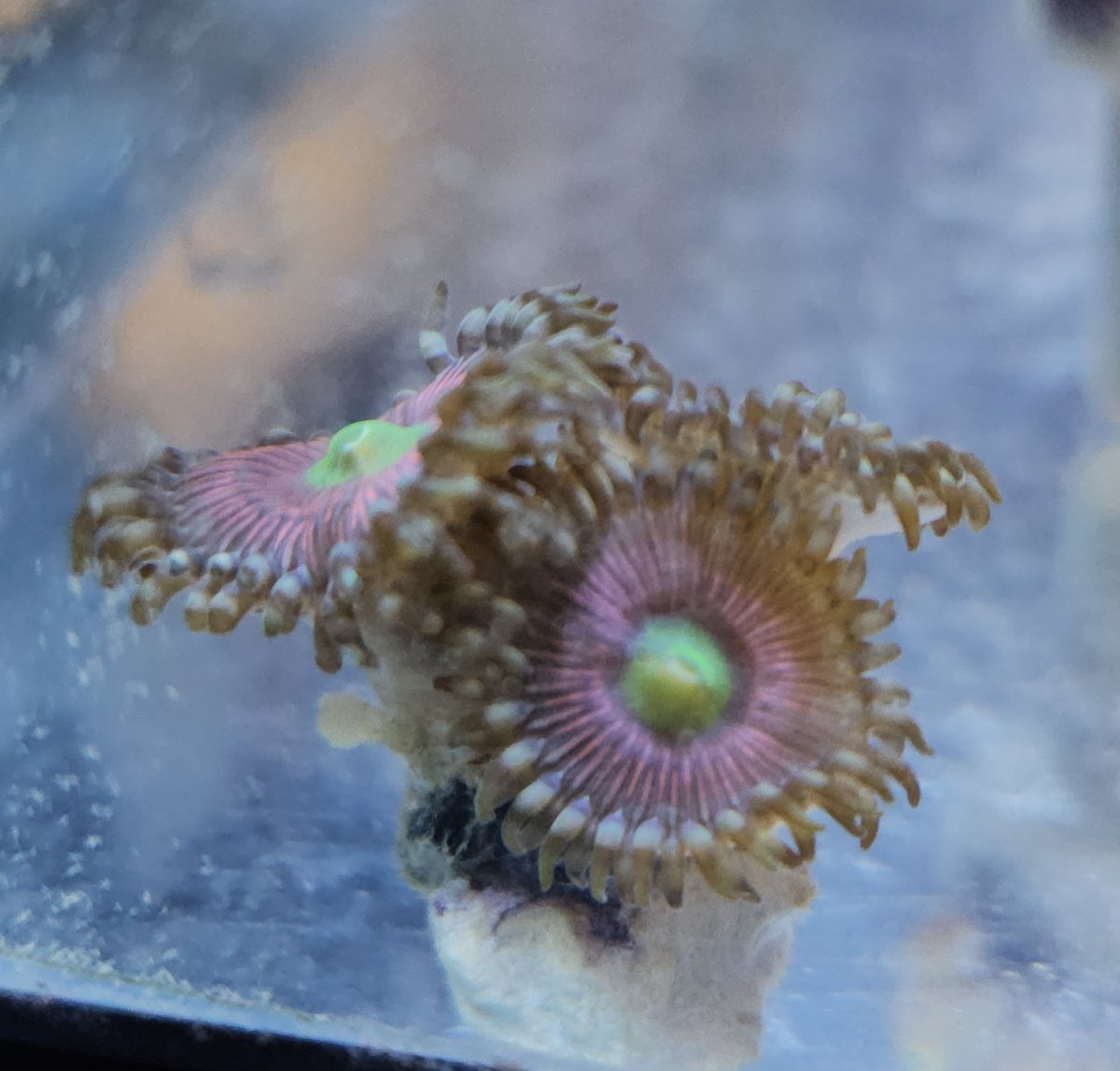 pink hippo zoa.jpg