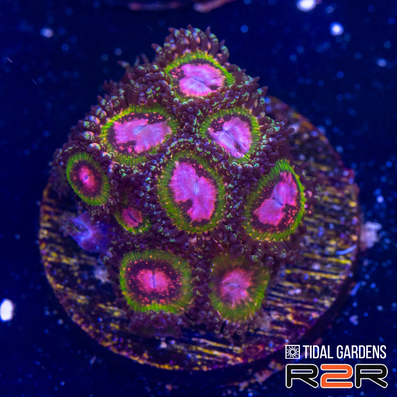 Pink Krakatoa Zoa.jpg