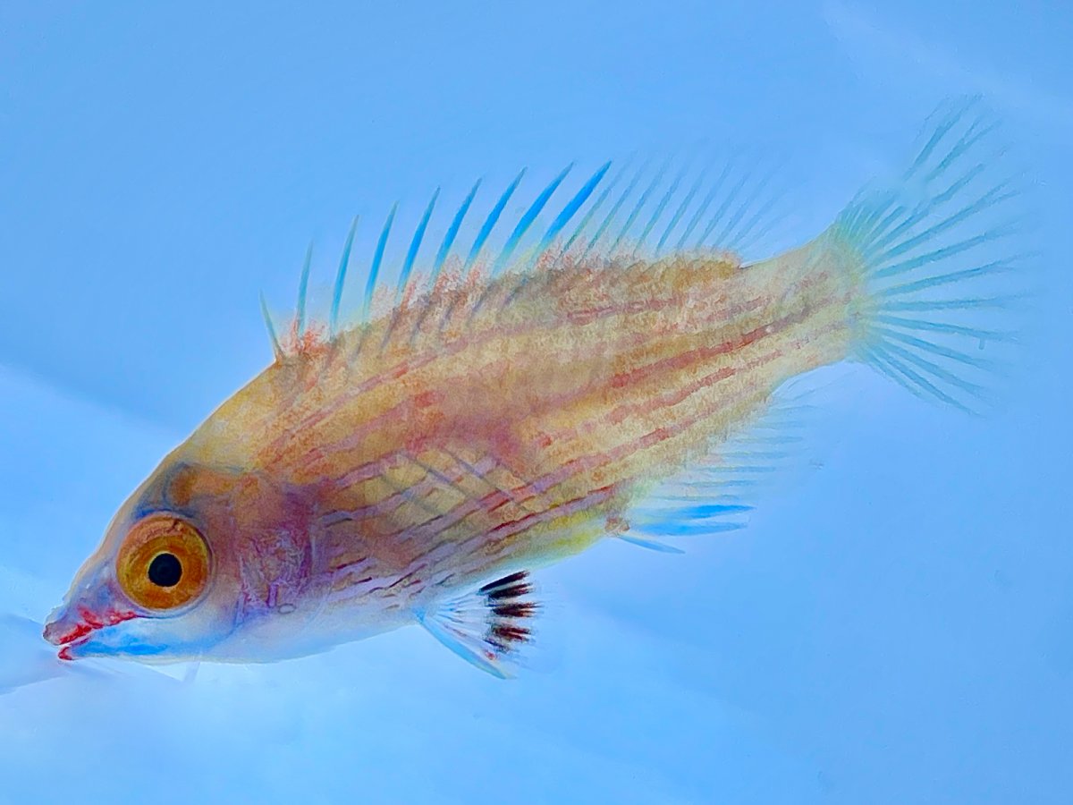 Pink Line Wrasse.jpg