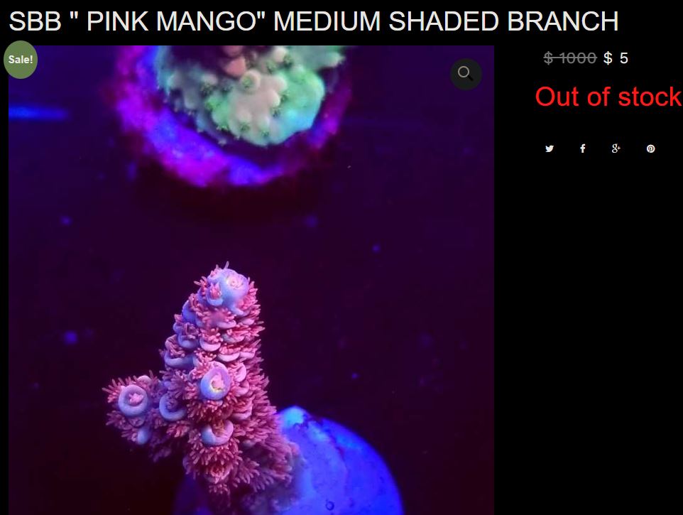 pink mango.JPG