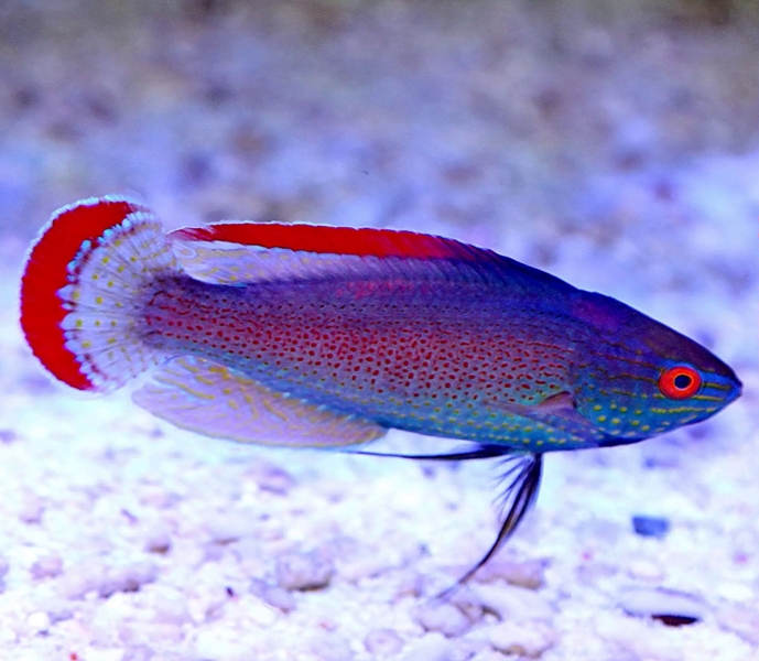 Pink Margin Wrasse.jpg