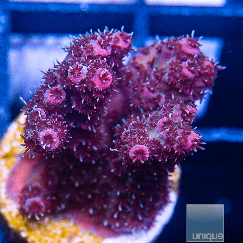 Pink Millepora 59 36.JPG