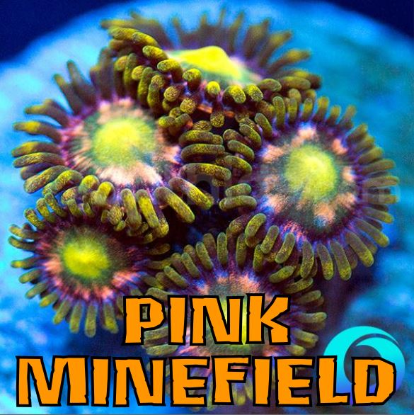 PINK MINEFIELD 1.JPG