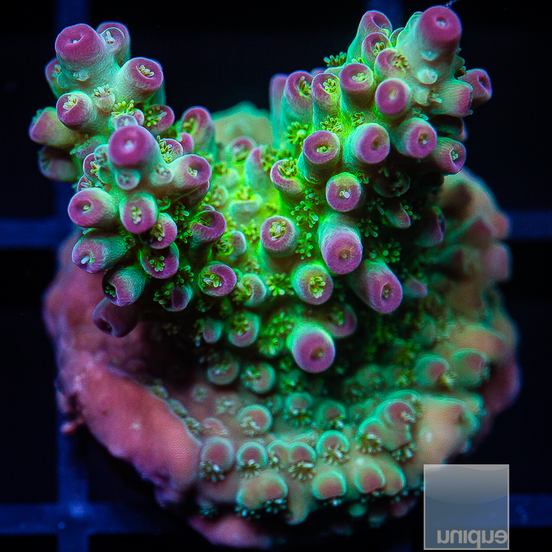 Pink Tip Acropora 89 36.JPG