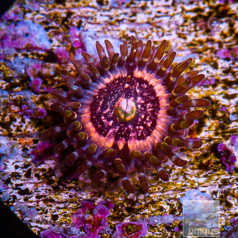 Pink Zipper Zoanthid 10 5.JPG