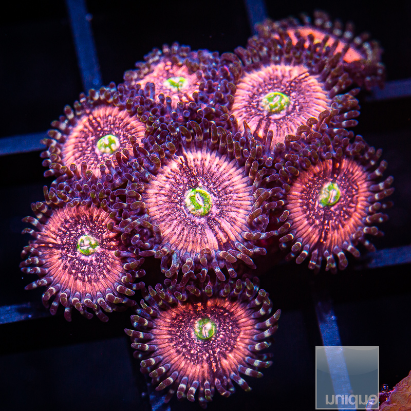 Pink Zipper Zoanthid 119 85.JPG