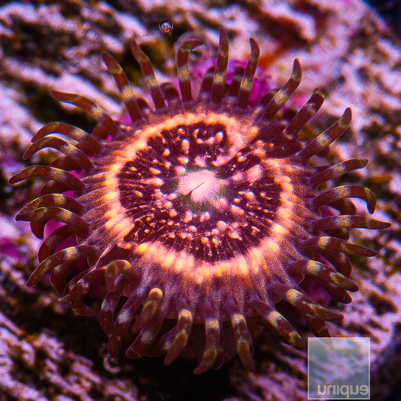 pink zipper zoanthid 15 5.jpeg