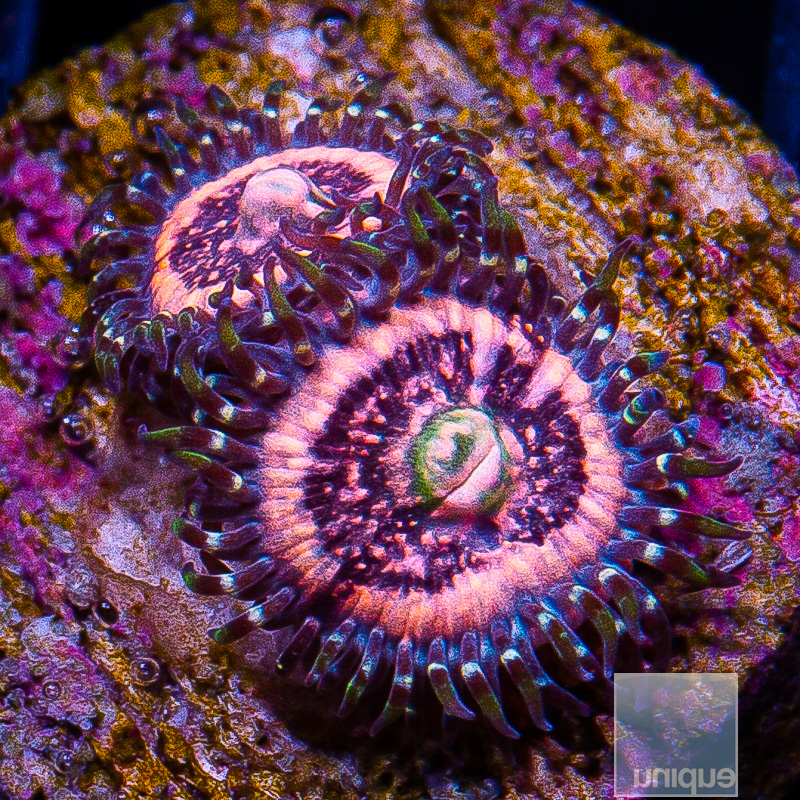 Pink Zipper Zoanthid 29 10.JPG