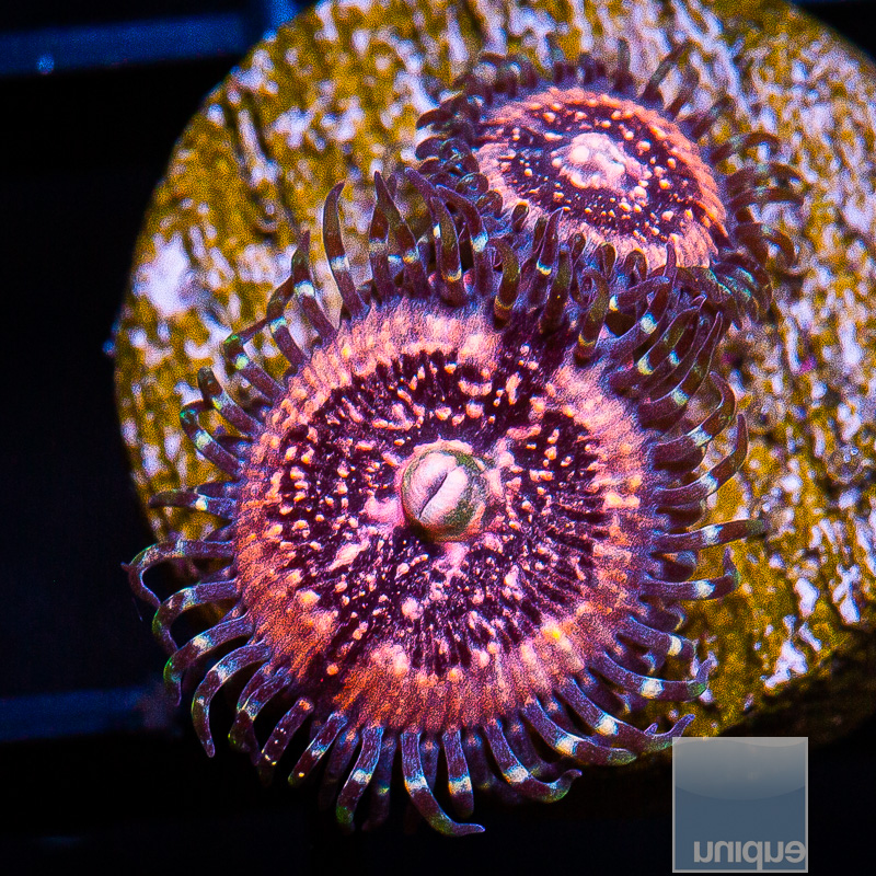 Pink Zipper Zoanthid 29 10.JPG