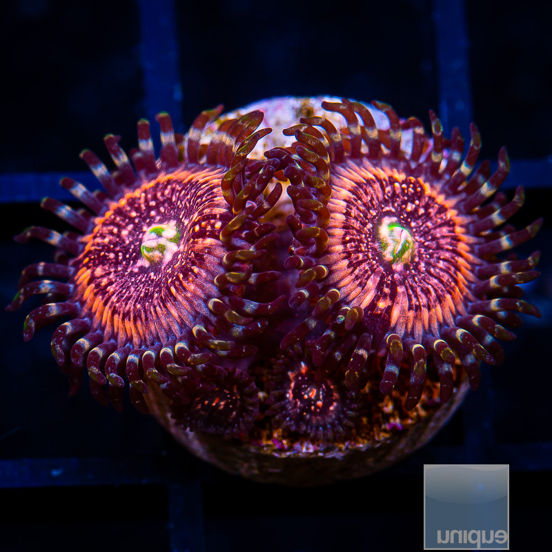 Pink Zipper Zoanthid 29 16.JPG