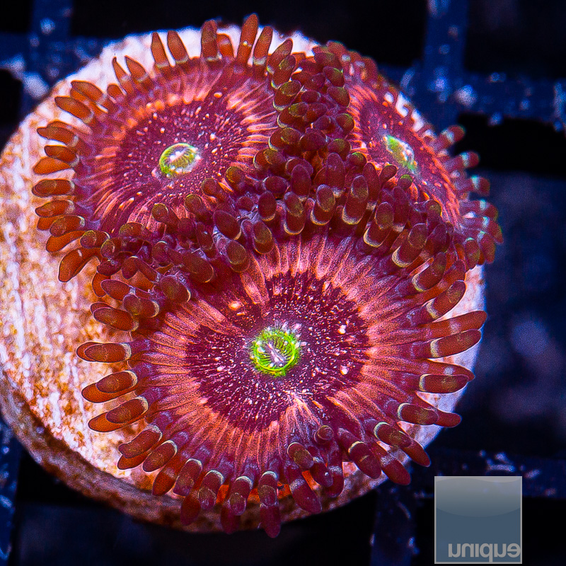 Pink Zipper Zoanthid 45 32.JPG