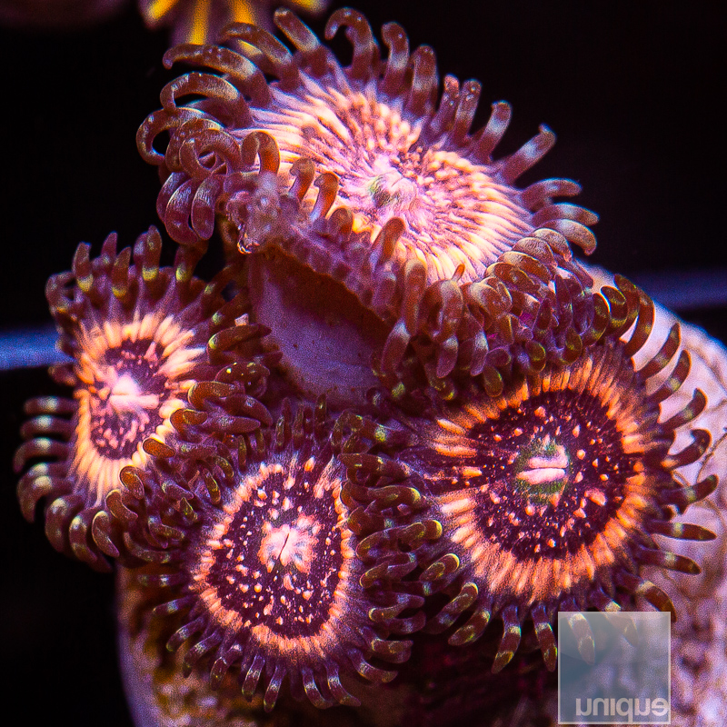 Pink Zipper Zoanthid 59 36.JPG