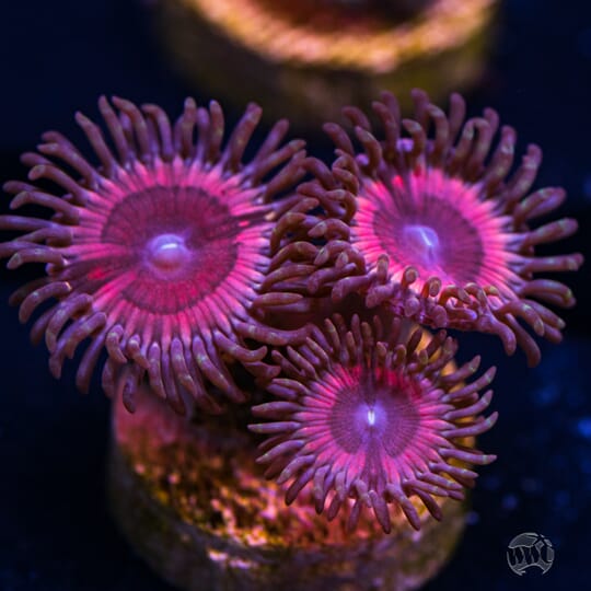 Pink zoas 2.jpg