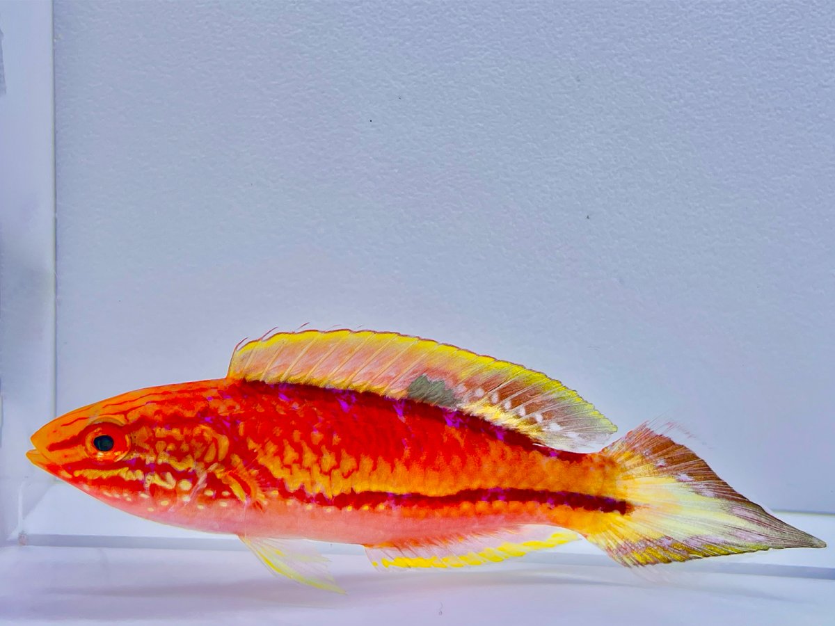 Pintail Wrasse.jpg