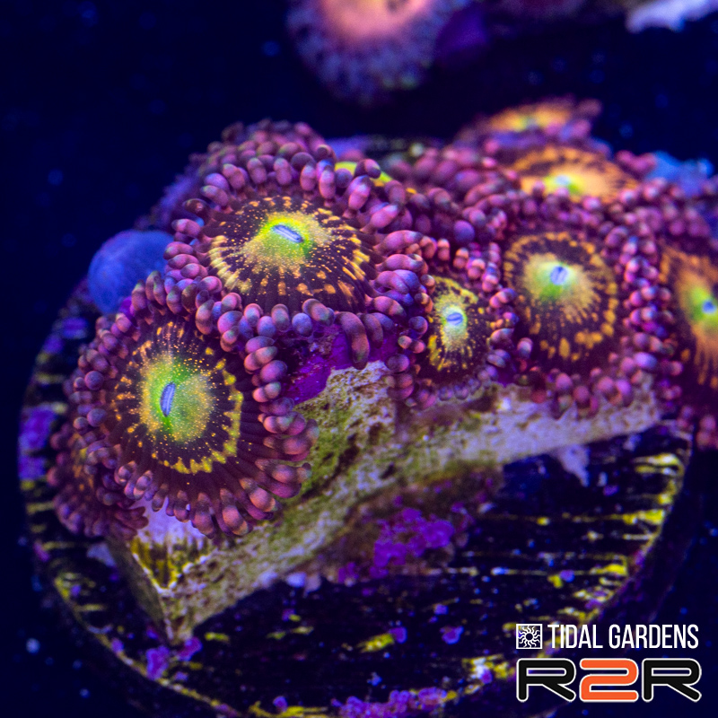 Pixie Dust Zoa.jpg