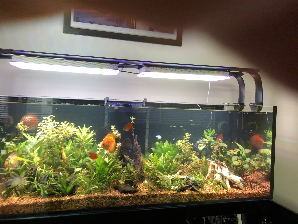 Planted -aquarium -LED lighting .jpg